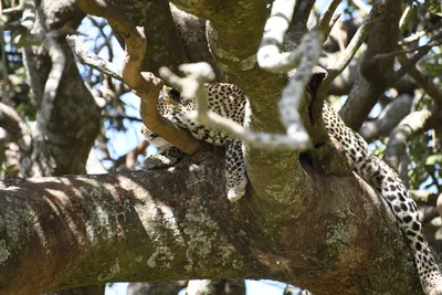 DSC_3948 (Large).JPG